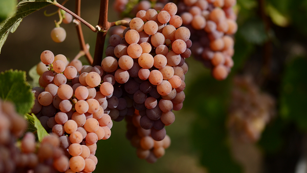 ゲヴュルツトラミネールってどんなブドウ品種？