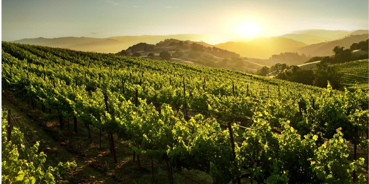 ヴェリテ / VERITE