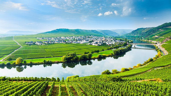 変化した伝統産地、ドイツワインの特徴