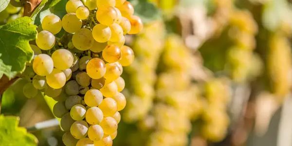 【渋谷ヒカリエ店】モーゼルのリースリングのスペシャリストが造る貴腐ワイン2010年『クレフ・シュテッフェンスベルク・トロッケンベーレンアウスレーゼ』