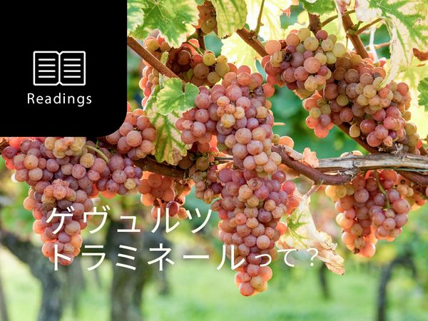 【ブドウ品種を知ろう】ゲヴュルツトラミネールとは？