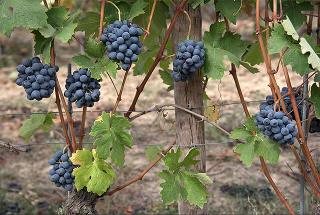イタリアで大人気の黒ブドウ 幅広いスタイルのワインを生み出すバルベラ エノテカ ワインの読み物
