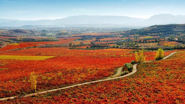 スペインのボルドー？イギリスで大人気の産地リオハ