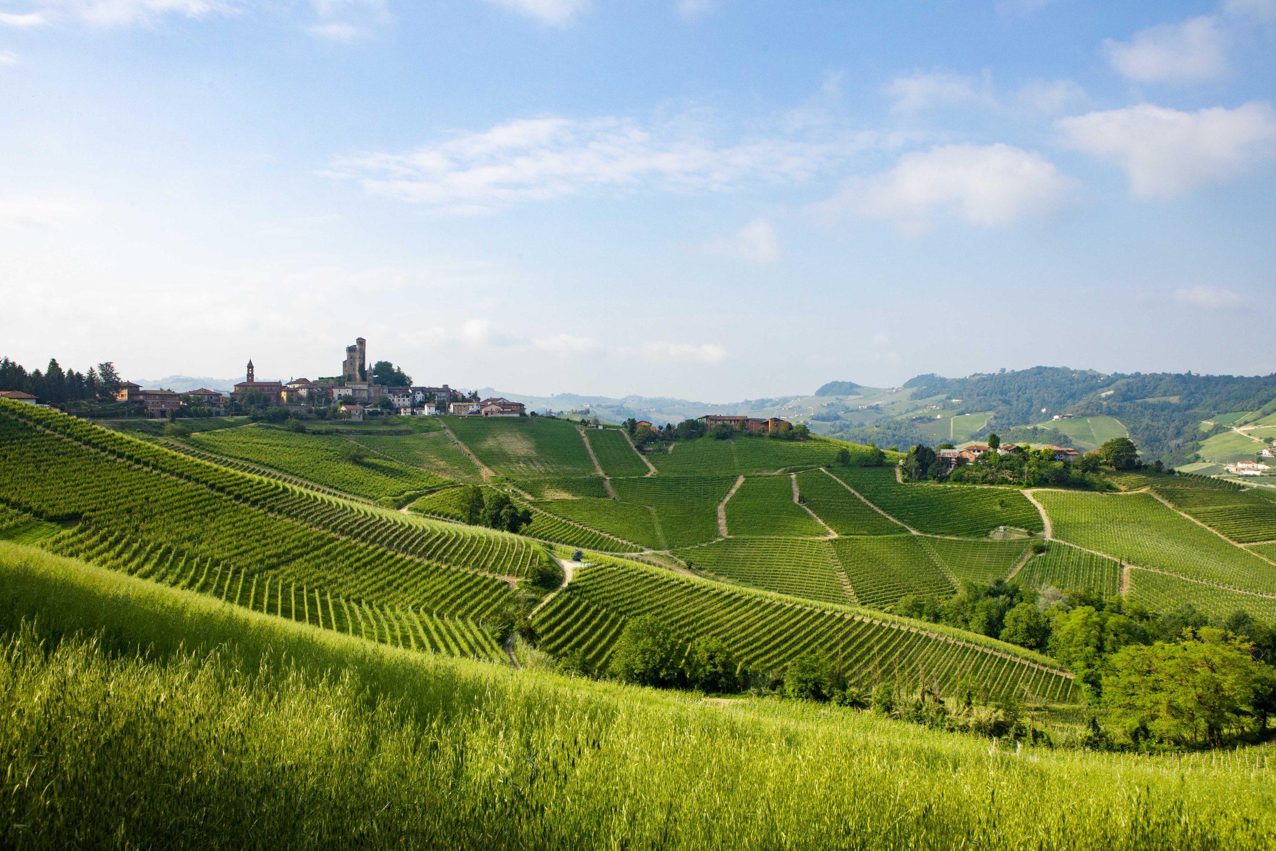 ランゲ地方に広がるブドウ畑