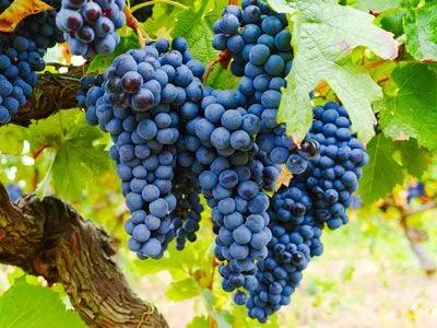 ジェローム・ブレトドー/JEROME BRETAUDEAU