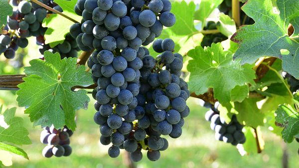 3月13日（金）～ 15日（日）熟成カベルネ・ソーヴィニヨンを水平比較