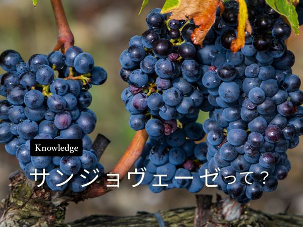 【ブドウ品種を知ろう】サンジョヴェーゼとは？