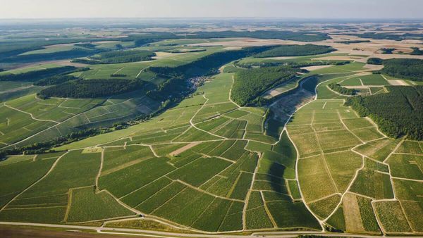 シャブリ プルミエ・クリュ飲み比べ 畑の違いと生産者達の哲学