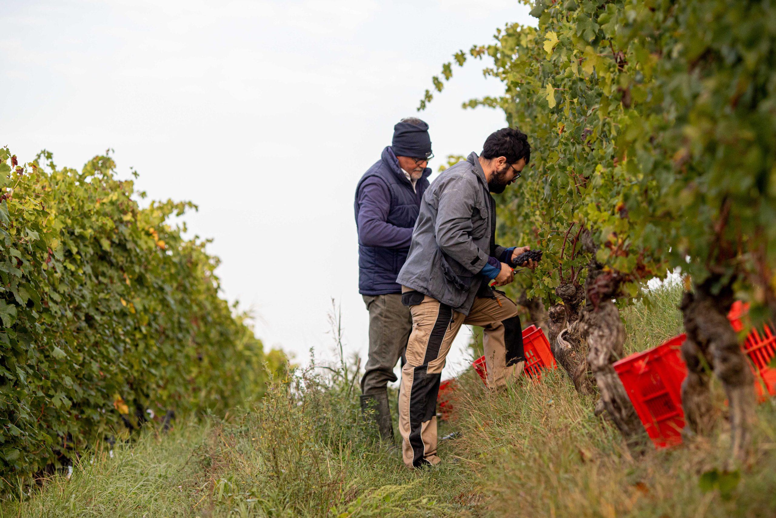 ブドウを収穫する人々