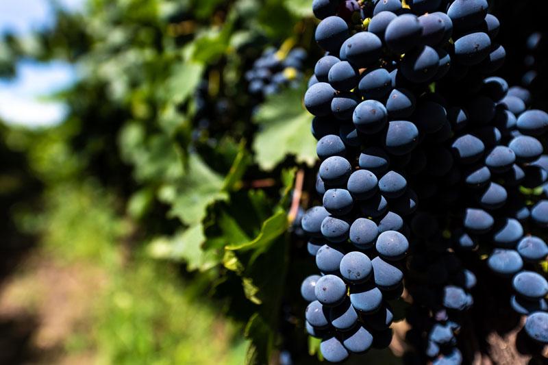 プリヴァーダ マルベック エノテカ ワイン通販