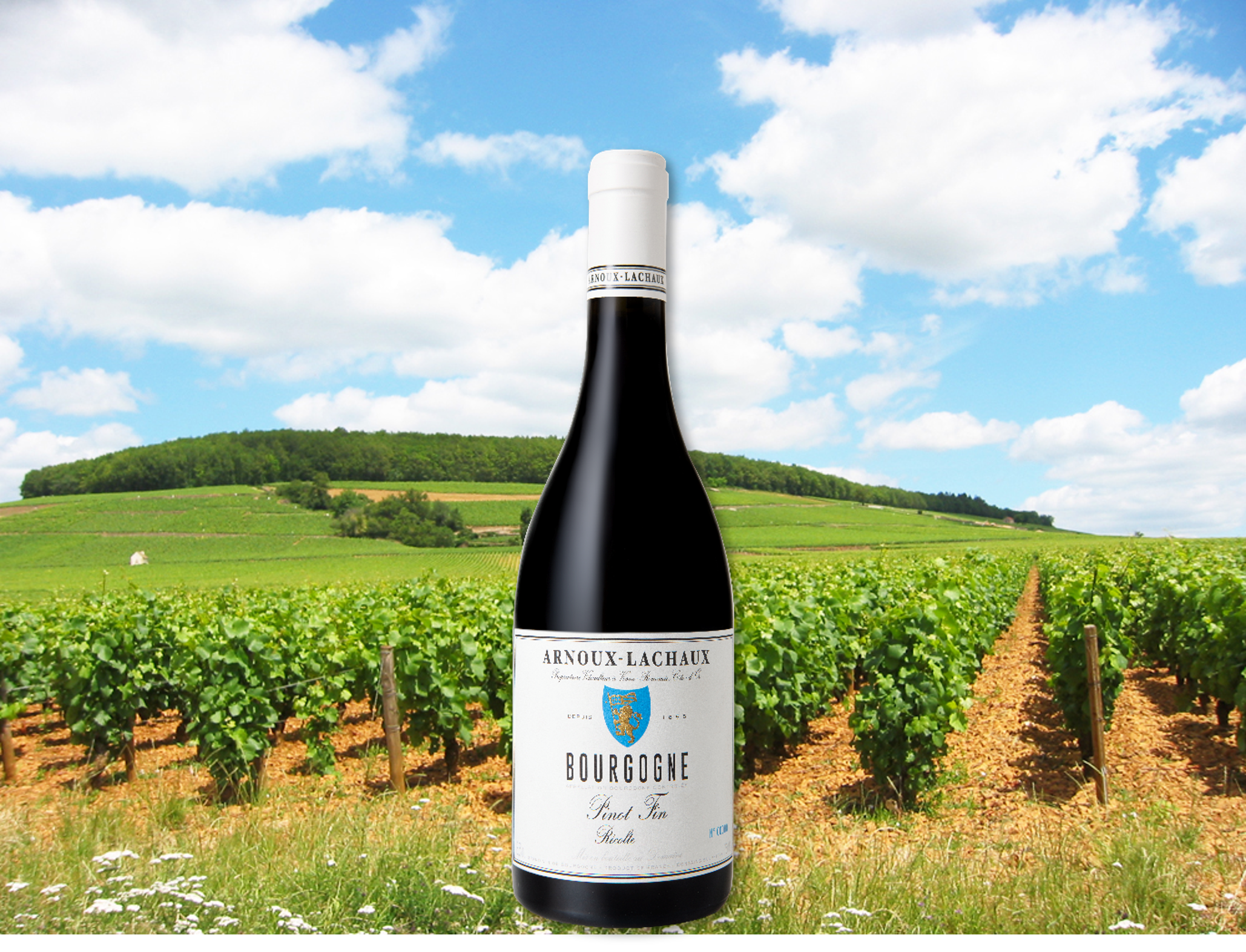 2020年 ブルゴーニュ・ピノ・ファン / アルヌー・ラショー』スペシャル