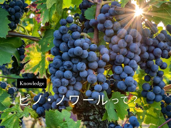 【ブドウ品種を知ろう】ピノ・ノワールとは？
