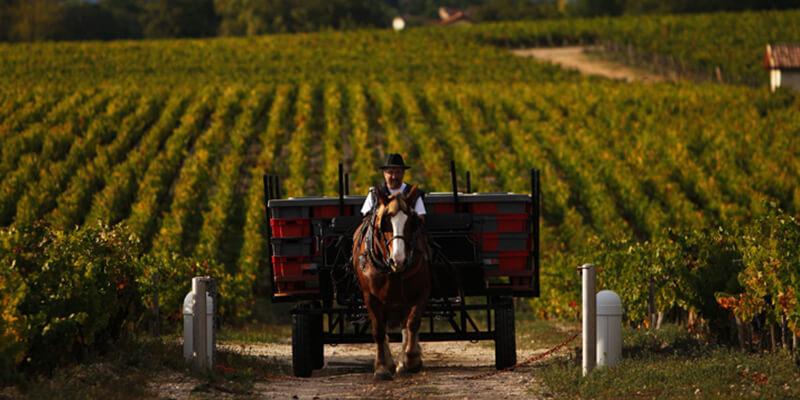 シャトー・ポンテ・カネ CH. PONTET CANET | エノテカ - ワイン通販