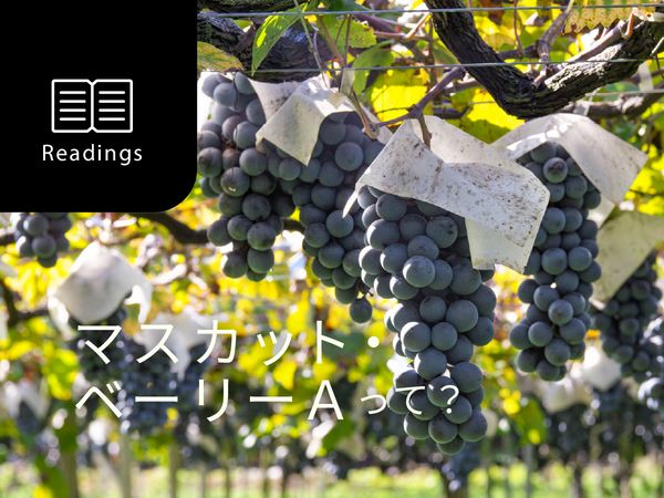 【ブドウ品種を知ろう】マスカット・ベーリーAとは？