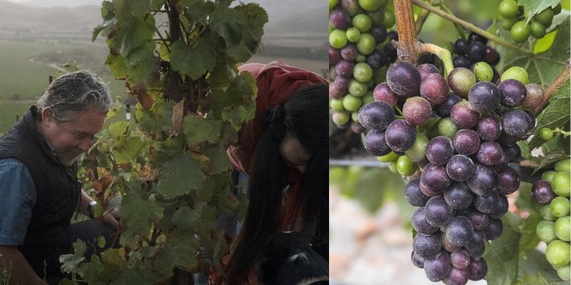 収穫の様子とピノ・ノワール