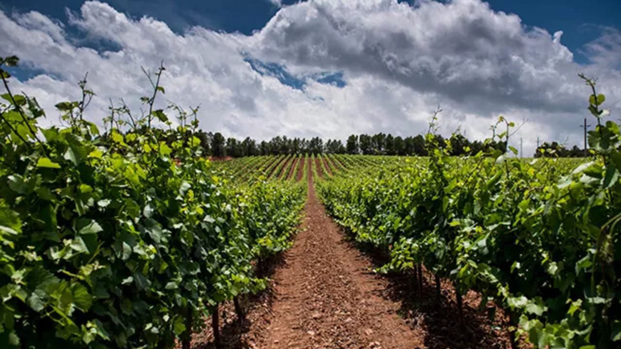 スペインのワイン畑