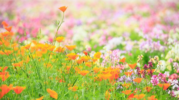 ワインから花のアロマを感じてみよう！