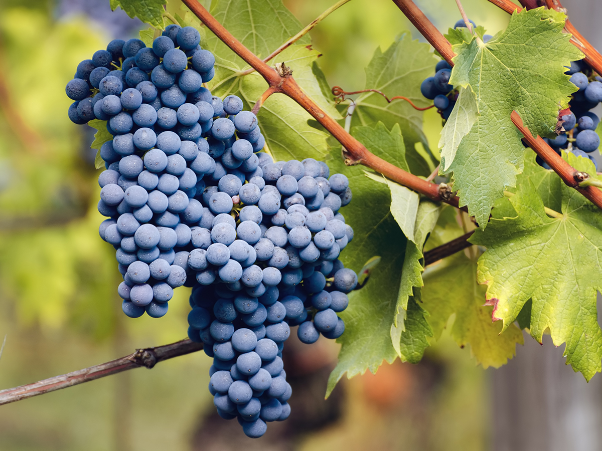 イタリアで最も高貴なブドウ品種ネッビオーロ