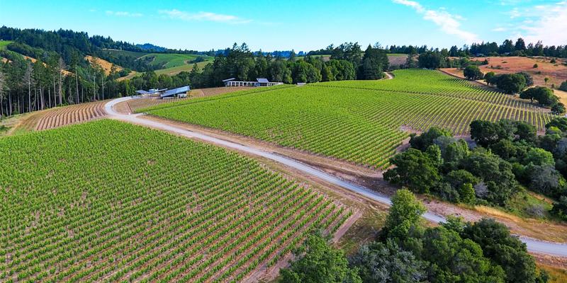vineyard