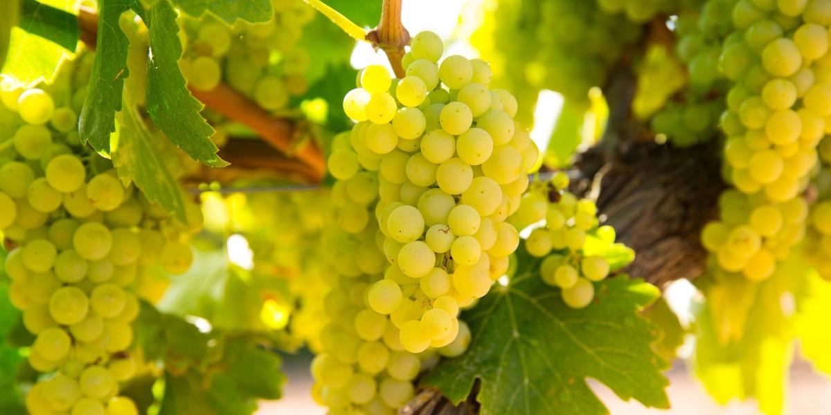 オーバーストーン / OVERSTONE