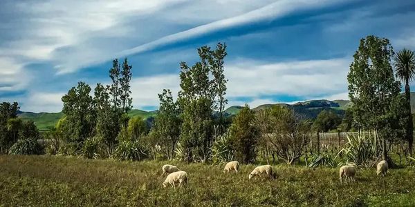 1/26(月)～1/31(土)　James Sucklingが手掛ける未来のピノ・ノワール