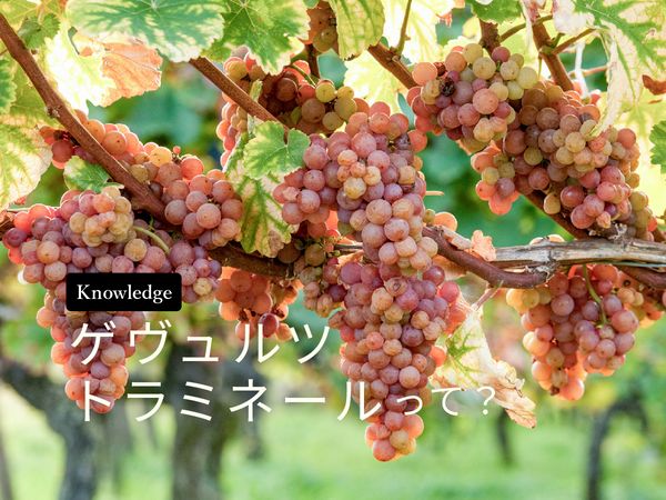 【ブドウ品種を知ろう】ゲヴュルツトラミネールとは？