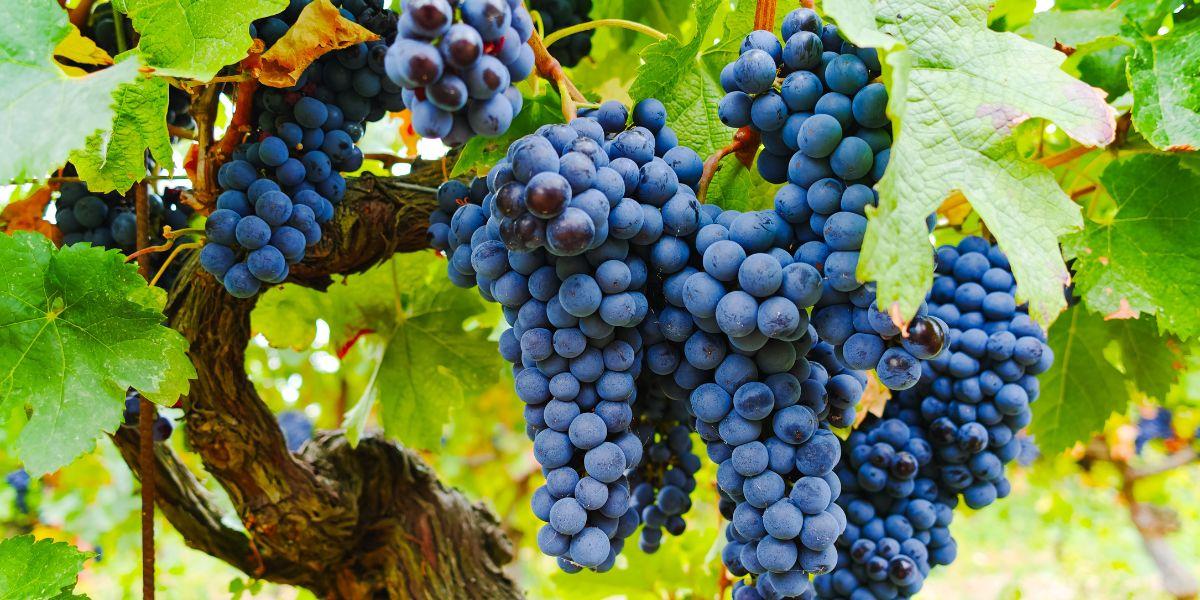 ドメーヌ・アンダーソン / DOMAINE ANDERSON