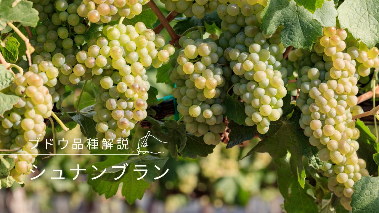 シュナン・ブラン