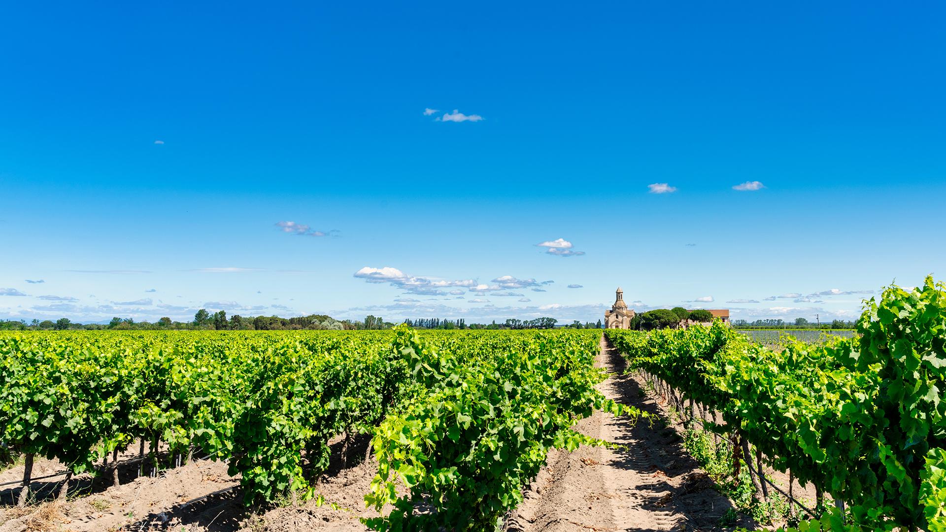 フランス・ラングドック・ルーション