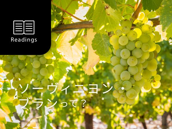 【ブドウ品種を知ろう】ソーヴィニヨン・ブランとは？