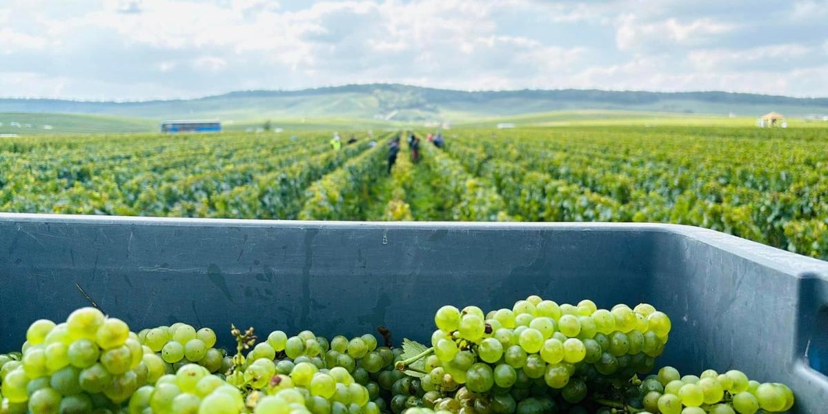 ピエール・モンキュイ / PIERRE MONCUIT