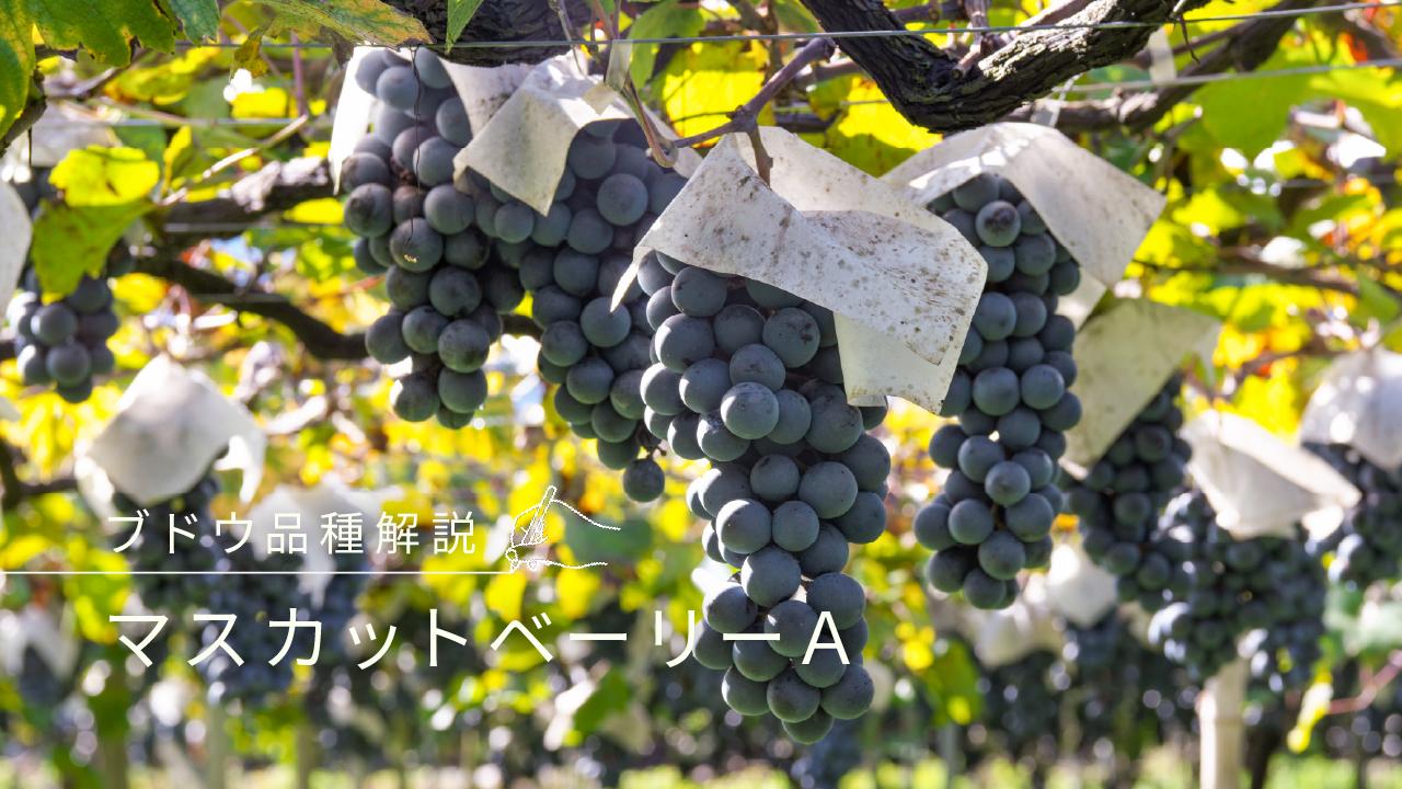 マスカット・ベーリーA