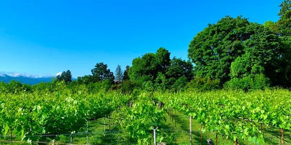 駒園ヴィンヤード / COMAZONO VINEYARD