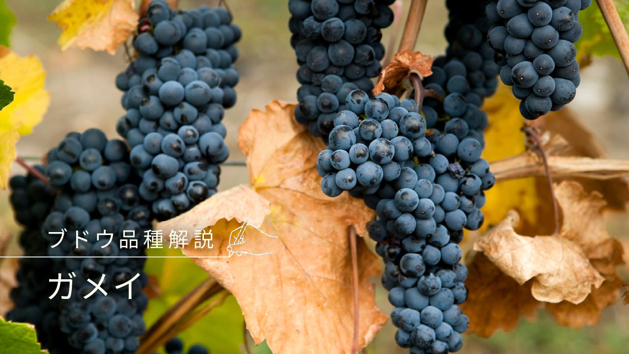 ガメイ