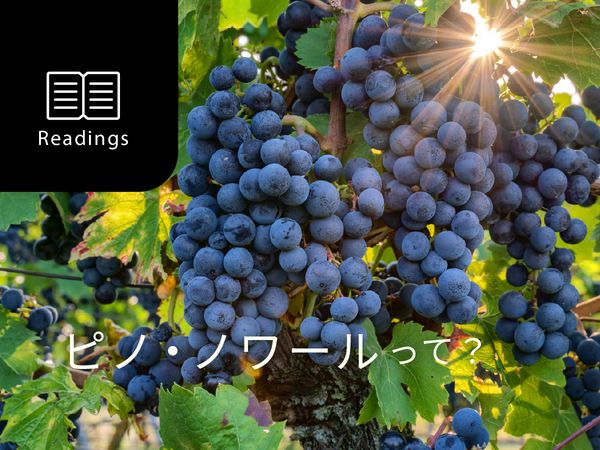 【ブドウ品種を知ろう】ピノ・ノワールとは？