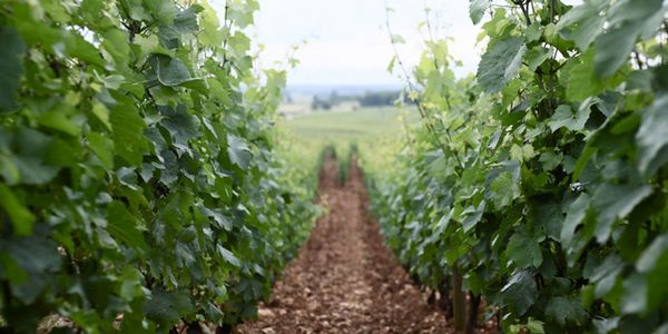 エティエンヌ・ソゼ / ETIENNE SAUZET