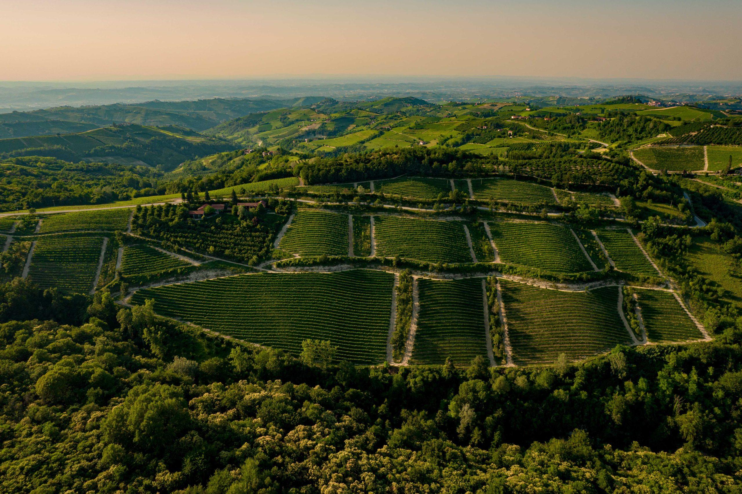 アルタ・ランガ地方トレッツォ・ティネッラ村セッラピーニ地区のブドウ畑