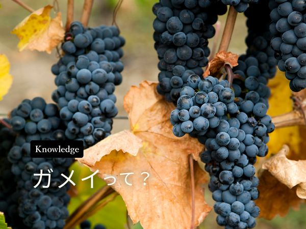 【ブドウ品種を知ろう】ガメイとは？