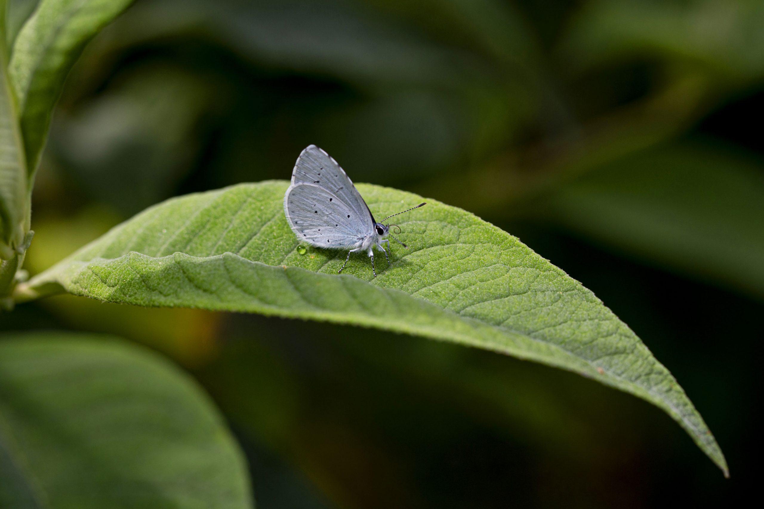 「カ・マルカンダ」の蝶
