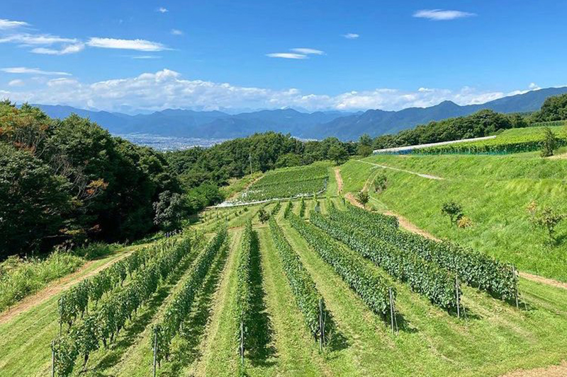 ヴィラデスト・ワイナリー VILLA D'EST WINERY | エノテカ - ワイン通販