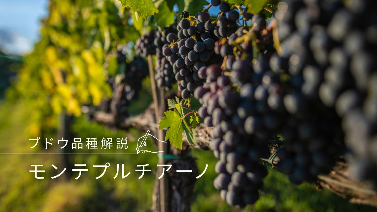 モンテプルチアーノ