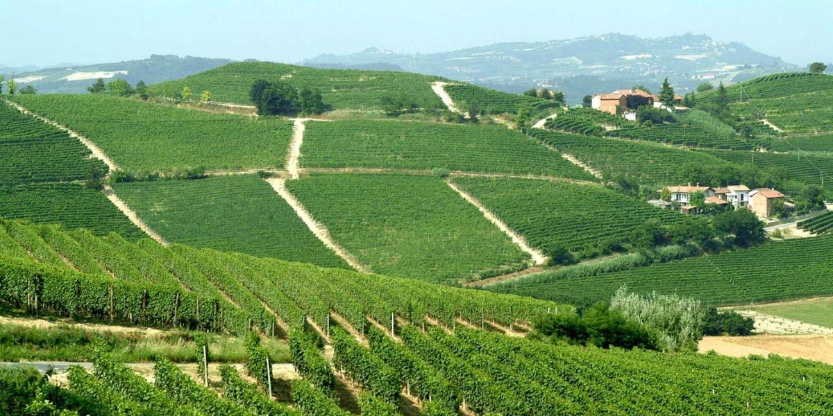 vineyard