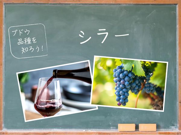 【ブドウ品種を知ろう】シラーとは？