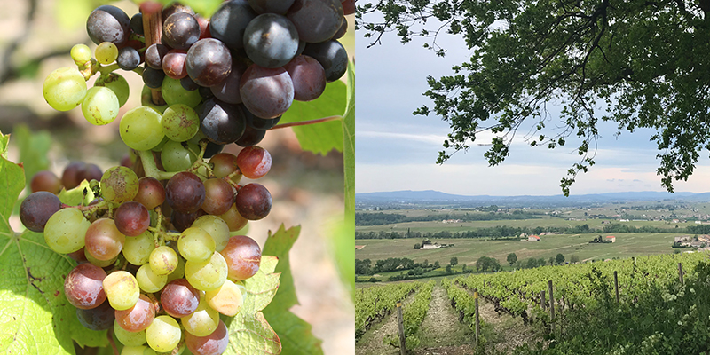 grape/vineyard