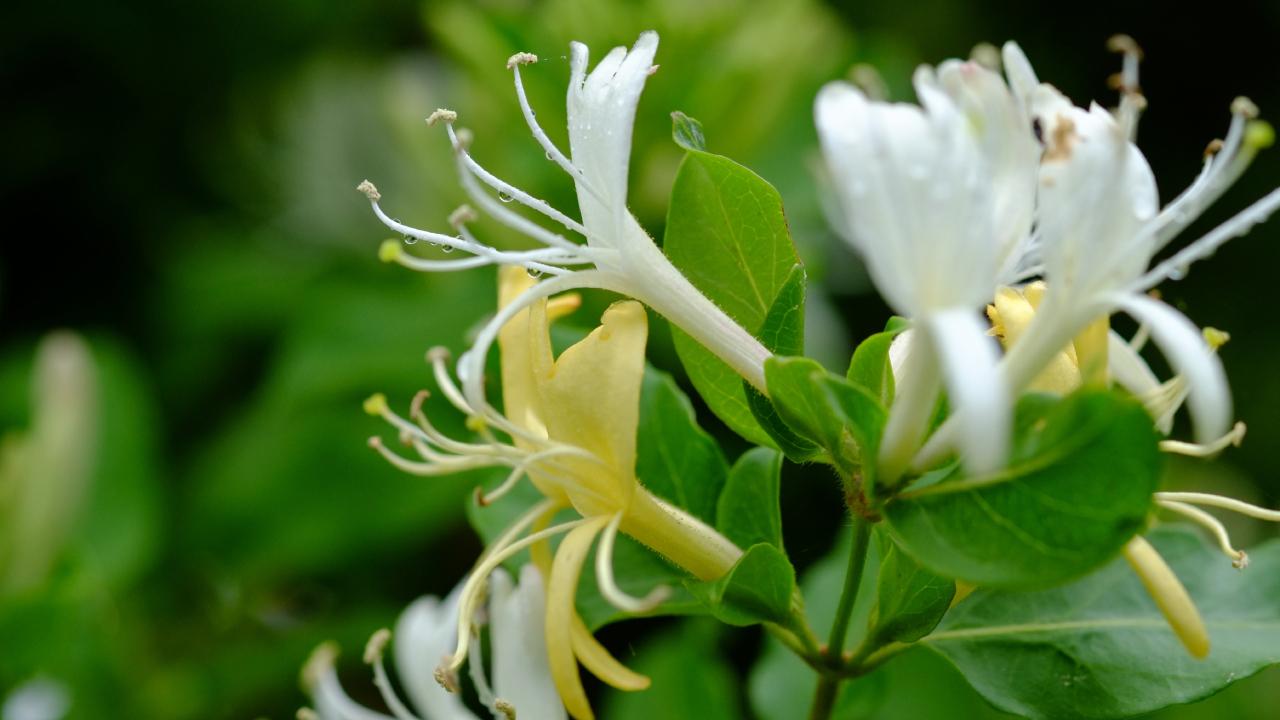 ワインから花のアロマを感じてみよう エノテカ ワインの読み物