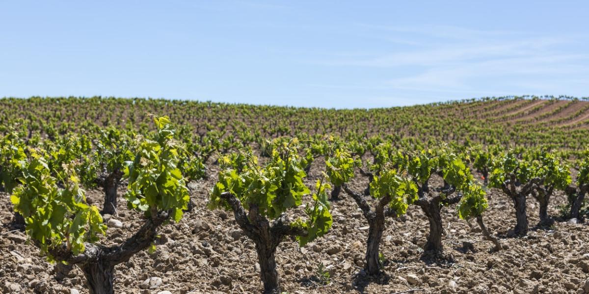 1995 ベガシシリア　ウニコ　アリオン　２本セット 1995 ベガシシリア ウニコ アリオン 2本セット 1995 ベガシシリア