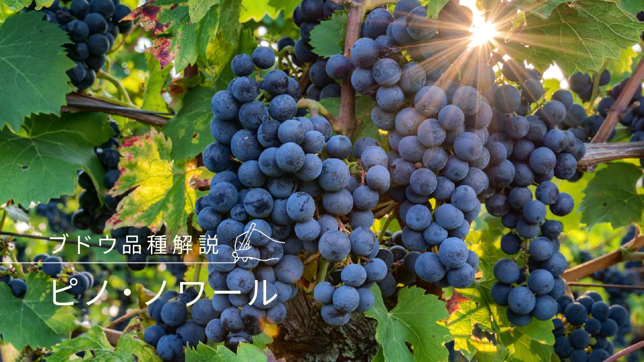 ピノ・ノワール