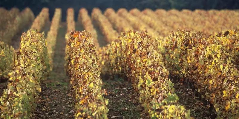 コント・ラフォン COMTES LAFON | エノテカ - ワイン通販 コント・ラフォン COMTES LAFON | エノテカ - ワイン通販