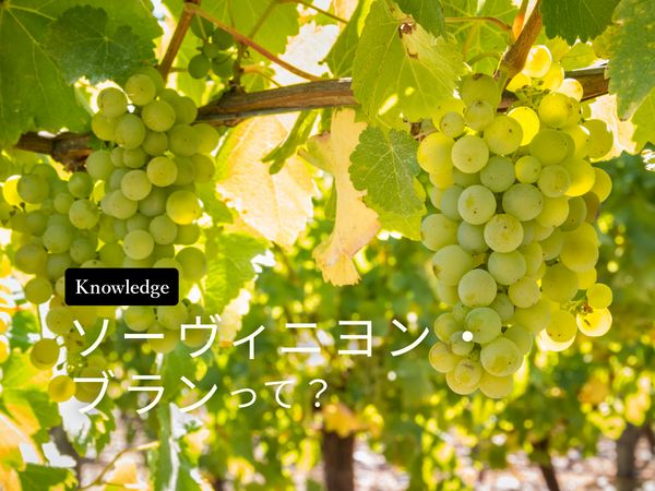 【ブドウ品種を知ろう】ソーヴィニヨン・ブランとは？