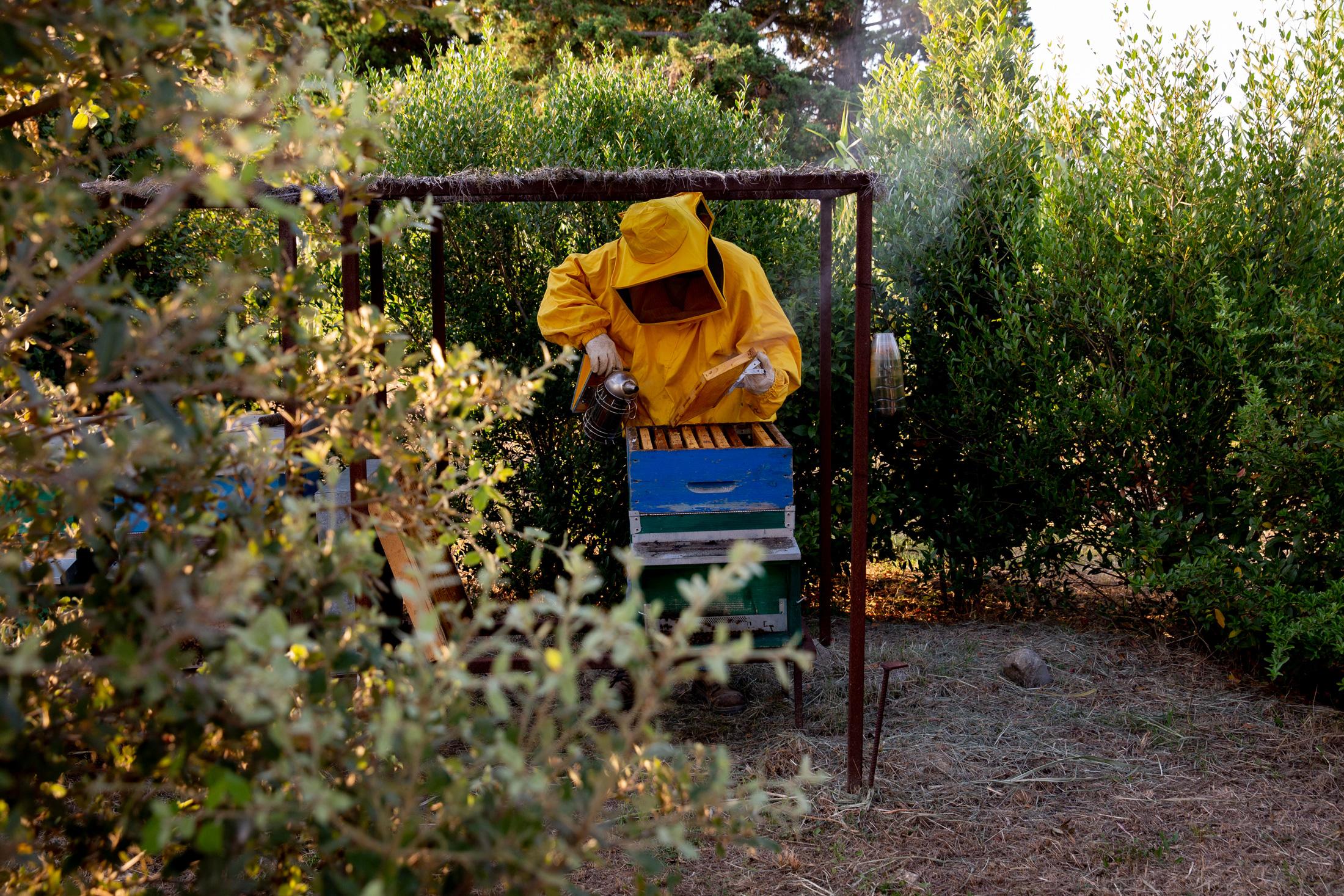 「カ・マルカンダ」の畑で蜂の世話をする様子